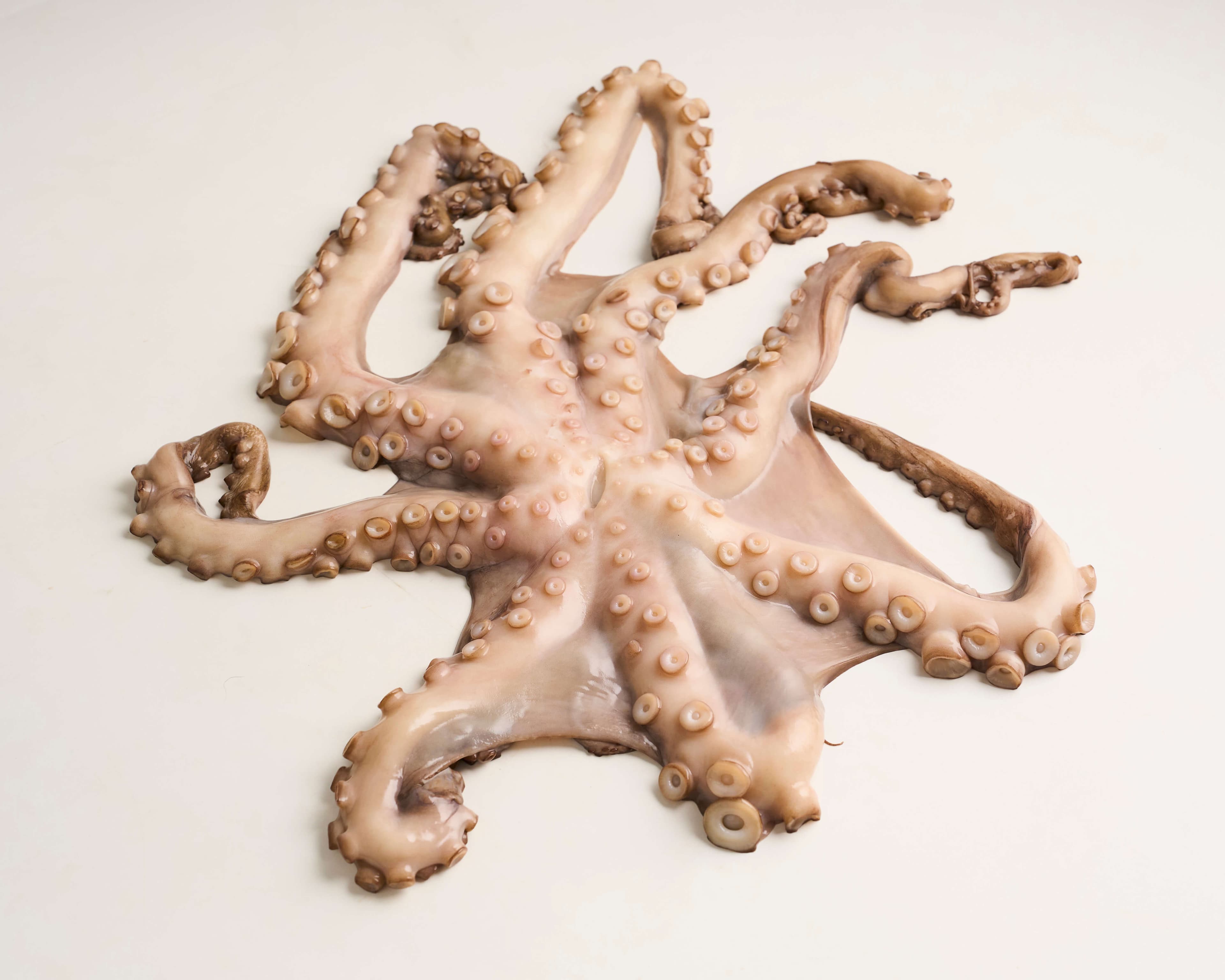 Tentáculos de polvo P 400g