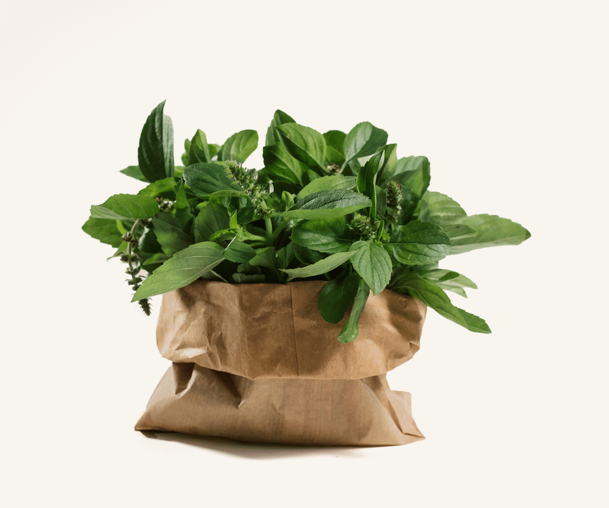 Manjericão orgânico 100g