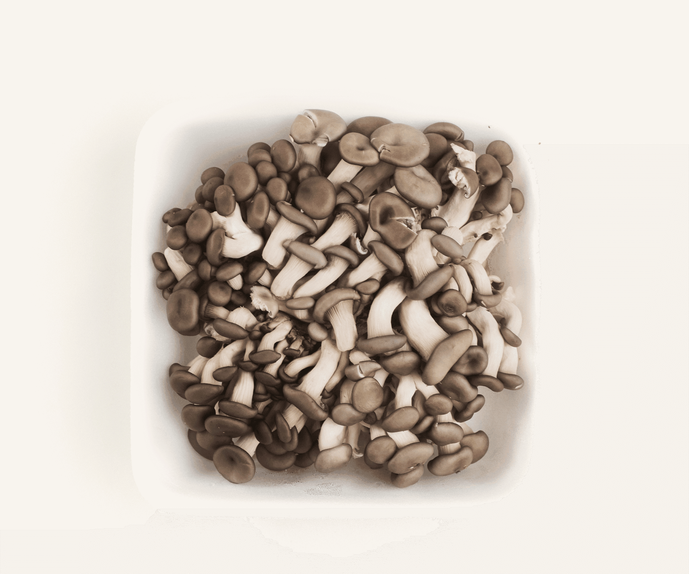 Cogumelo shimeji negro 200g