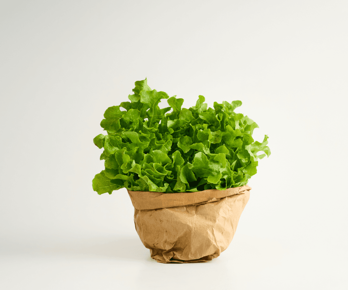 Alface mimosa orgânica 150g