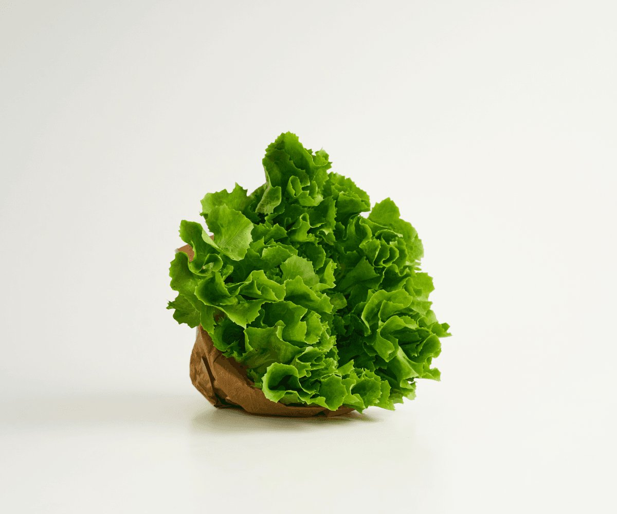 Escarola orgânica 200g