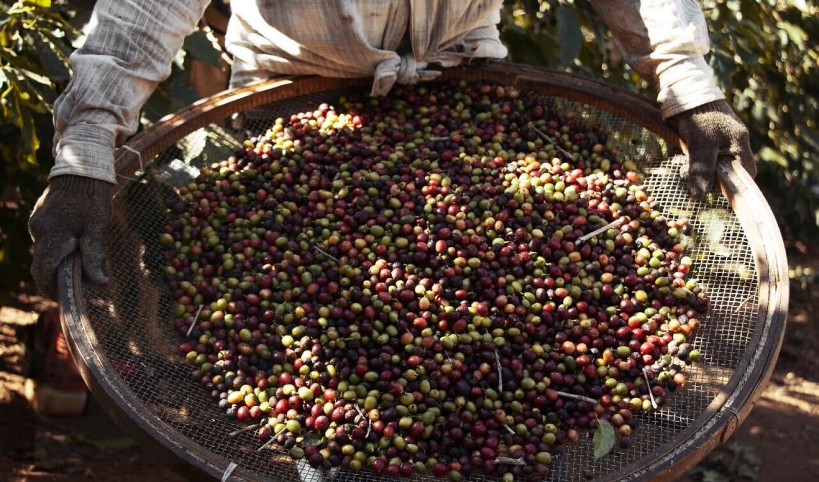 Banner de Café Trela